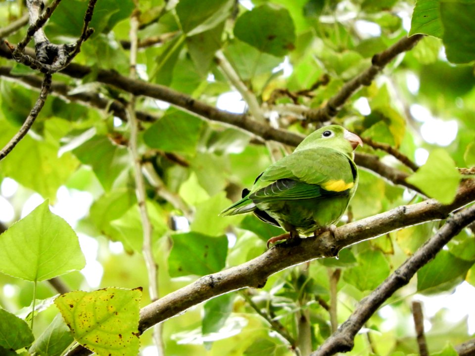 Bird Fauna Beak Branch photo