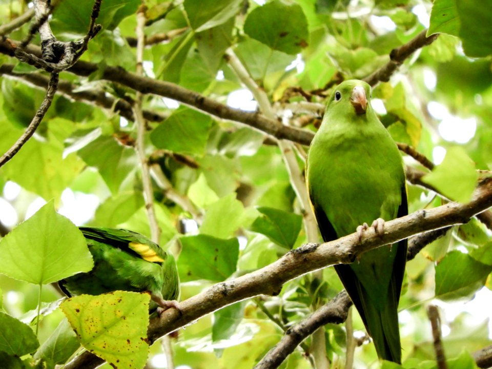 Bird Fauna Beak Branch
