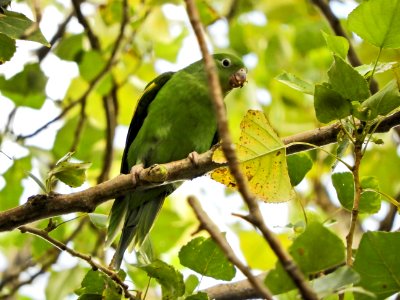 Bird Fauna Beak Parrot