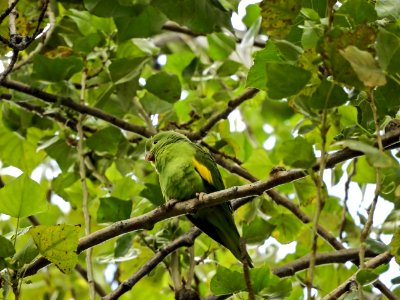 Bird Fauna Beak Branch photo