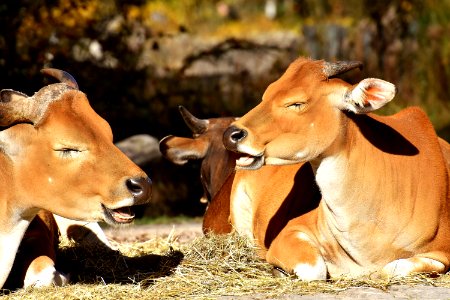 Cattle Like Mammal Fauna Wildlife Terrestrial Animal photo