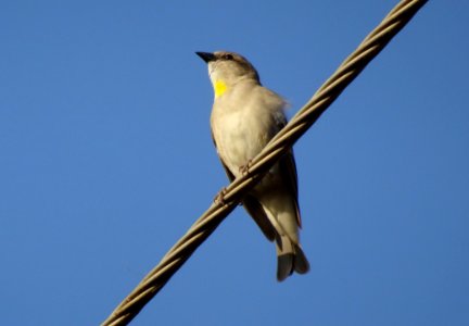 Bird Beak Fauna Sky