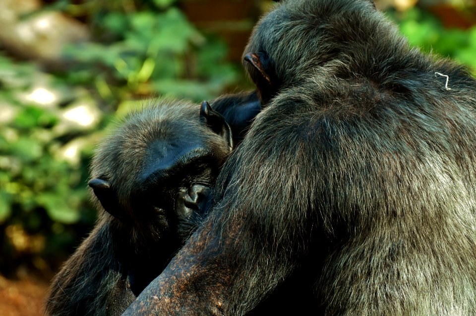 Chimpanzee Common Chimpanzee Mammal Fauna