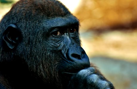 Great Ape Face Western Gorilla Fauna