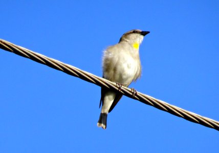 Bird Fauna Beak Nightingale