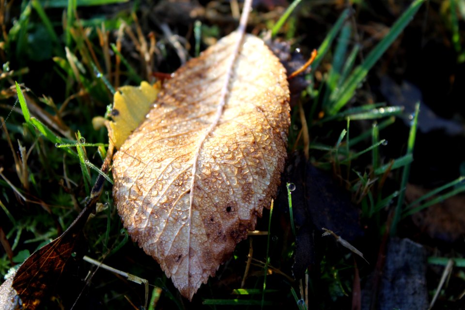 Leaf Fungus Mushroom Edible Mushroom