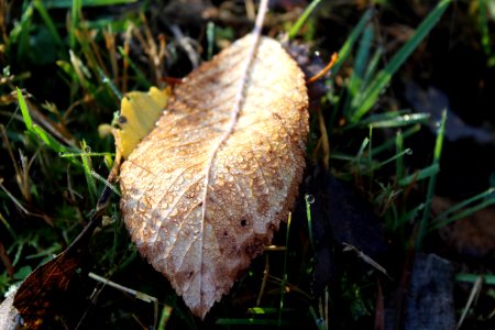 Leaf Fungus Mushroom Edible Mushroom photo