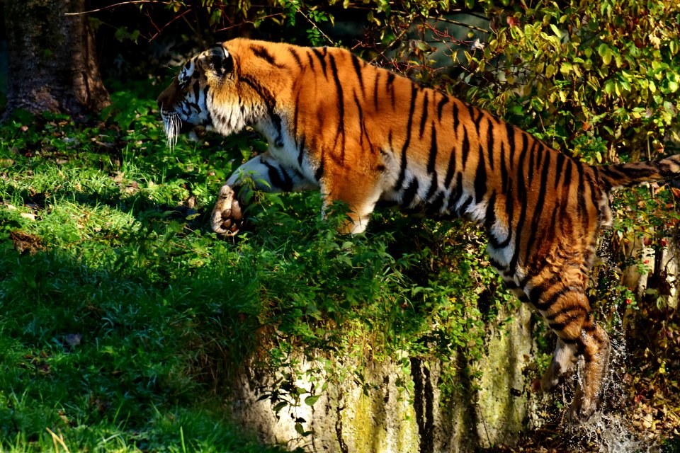 Wildlife Tiger Mammal Wilderness photo