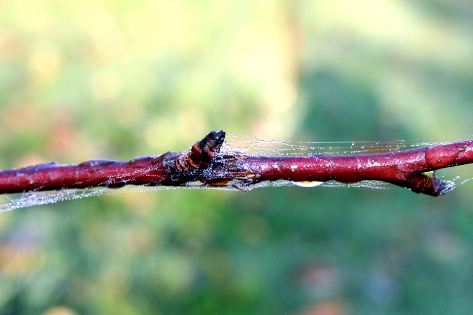 Close Up Macro Photography Twig Organism photo