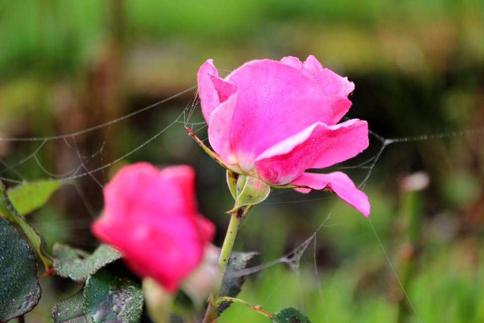 Flower Rose Family Pink Rose