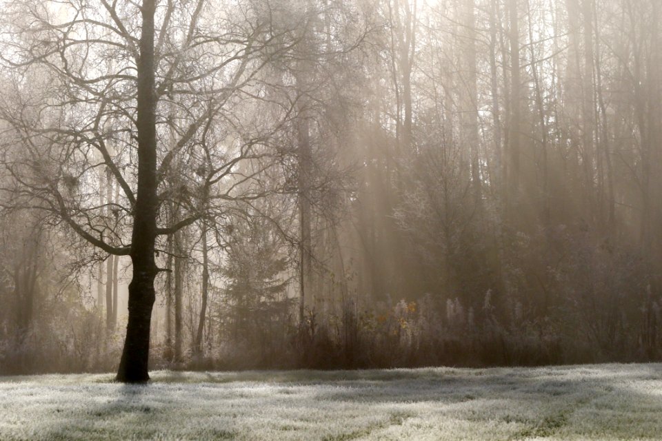 Tree Fog Winter Freezing