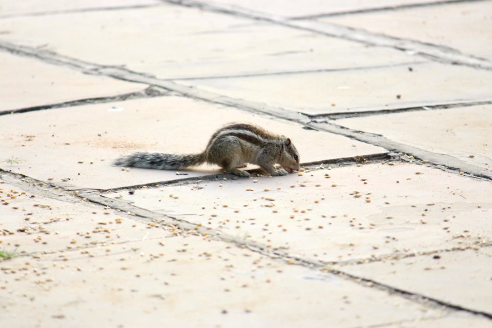 Mammal Fauna Rodent