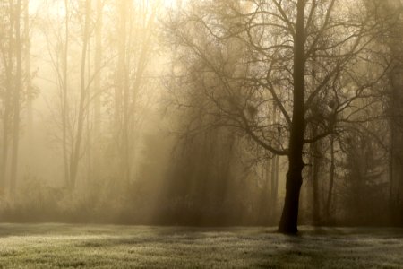 Fog Mist Morning Tree photo
