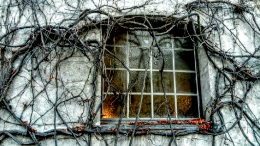 Tree Branch Winter House
