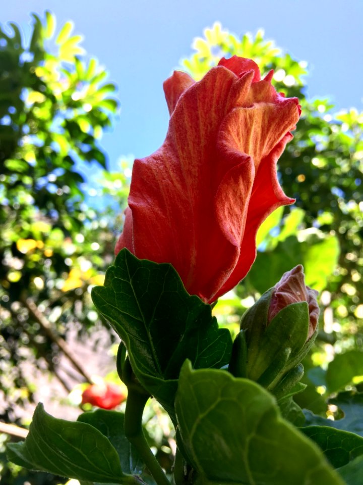 Flower Plant Hibiscus Leaf