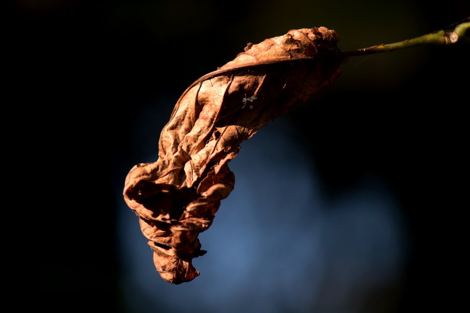 Macro Photography Twig Branch