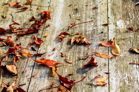 Leaf Wood Autumn Trunk