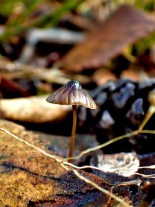 Fungus Leaf Mushroom Flora photo