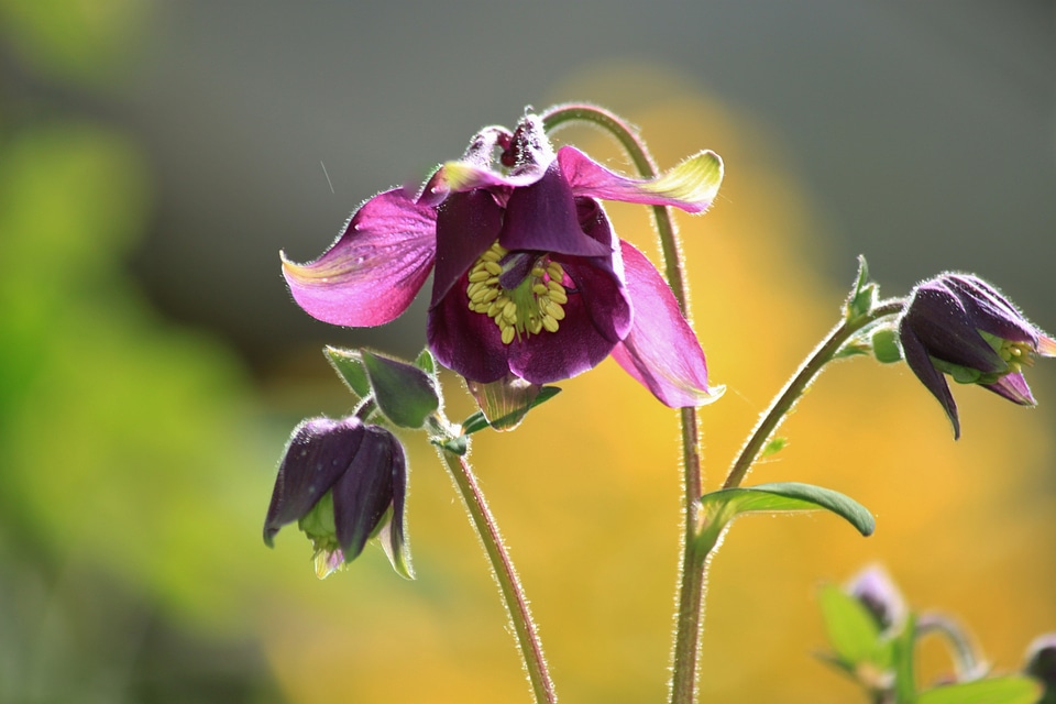 Flowers flower purple
