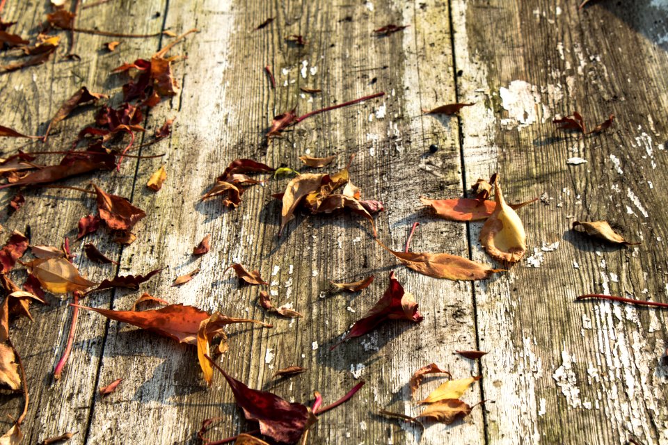 Leaf Wood Trunk Tree