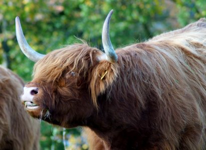 Horn Cattle Like Mammal Fauna Wildlife
