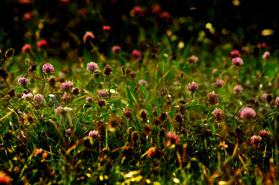 Vegetation Plant Grass Flower