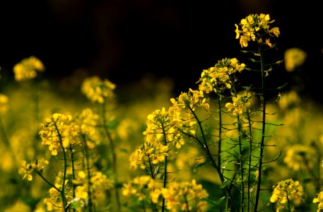 Rapeseed Yellow Mustard Plant Canola photo