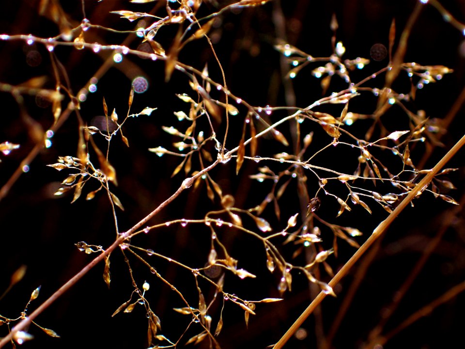 Branch Flora Twig Thorns Spines And Prickles