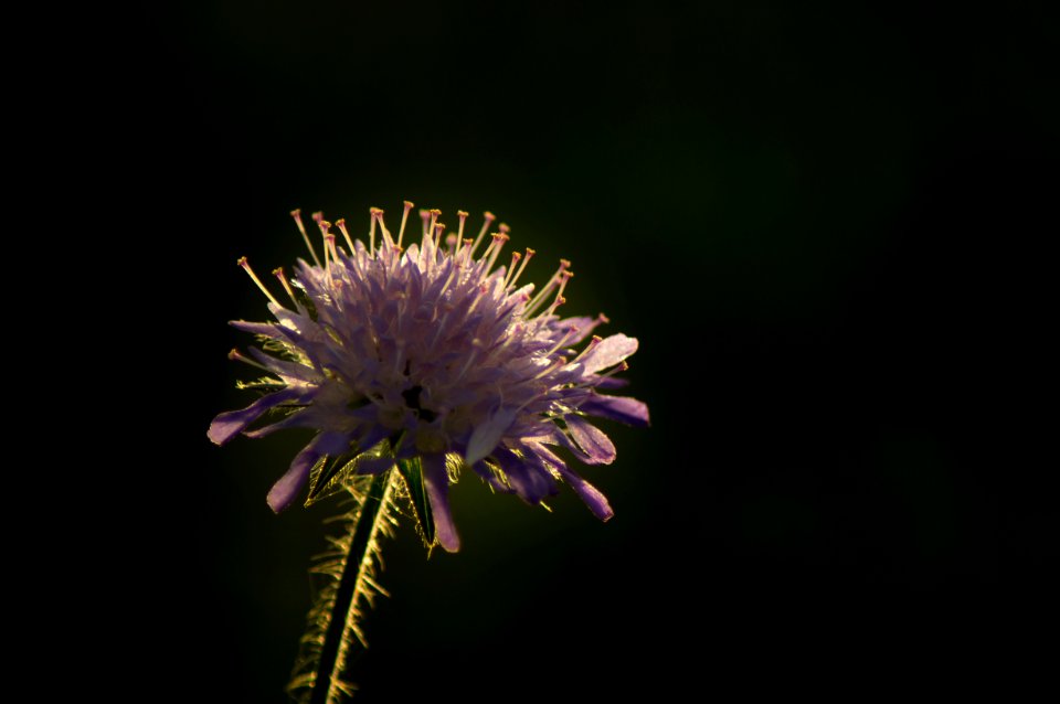 Flower Thistle Purple Flora