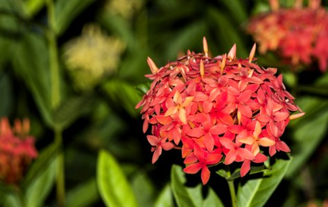Flower Plant Flora Flowering Plant