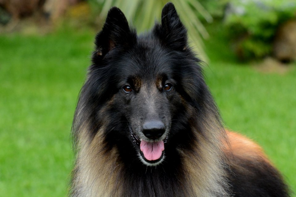 Dog Dog Like Mammal Old German Shepherd Dog Dog Breed