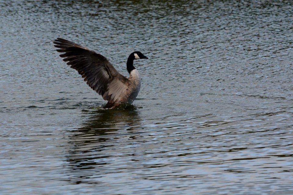 Bird Water Fauna Water Bird
