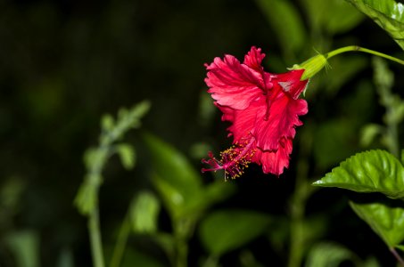 Flower Plant Flora Flowering Plant