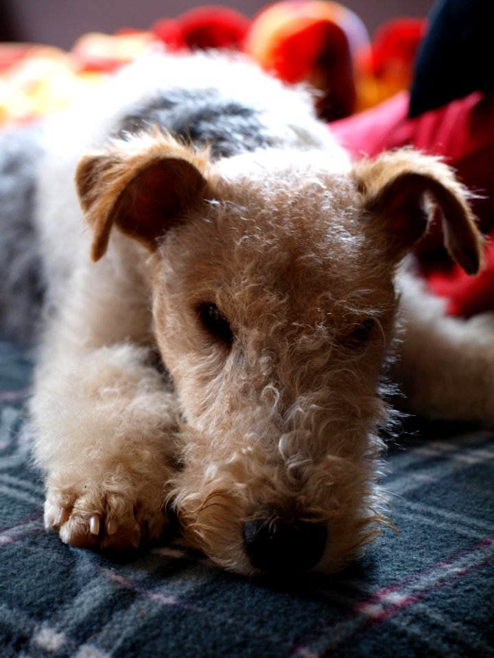 Dog Dog Like Mammal Dog Breed Wire Hair Fox Terrier