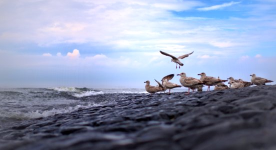 Sea Sky Shore Seabird photo