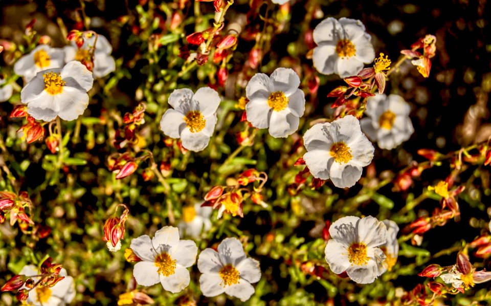 Flower Flora Spring Wildflower
