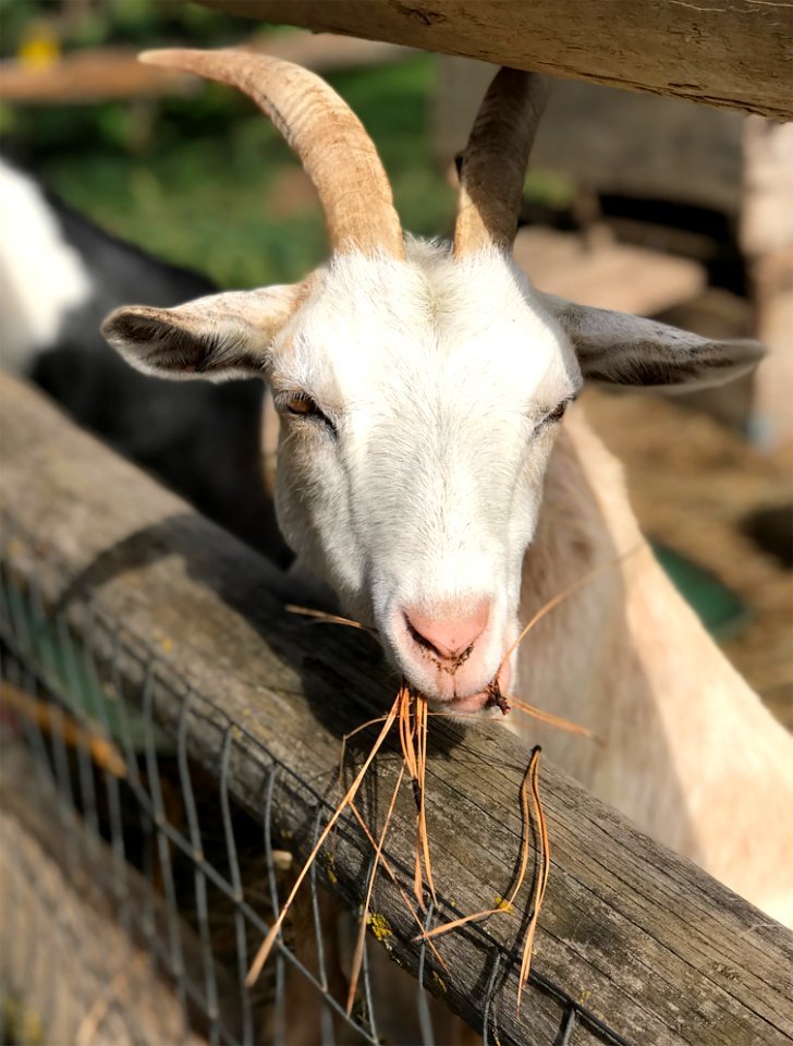 Goats Goat Fauna Cow Goat Family