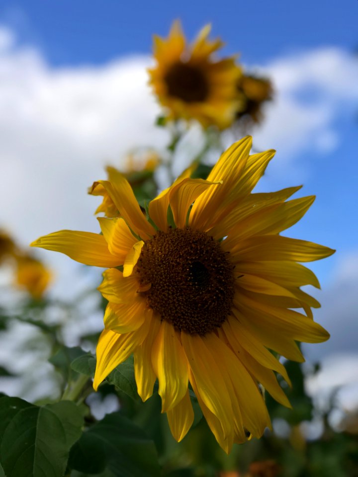 Flower Sunflower Yellow Flowering Plant
