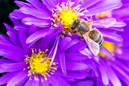 Flower Honey Bee Bee Nectar