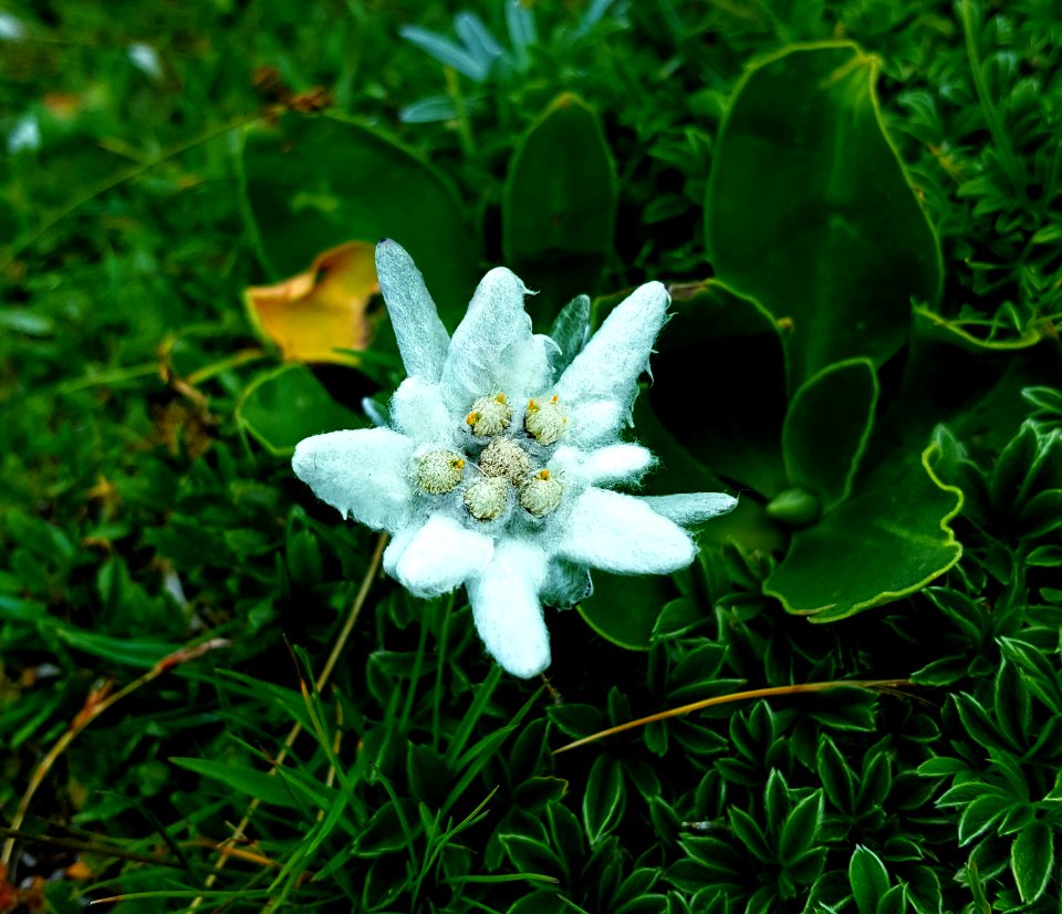 Flower Plant Flora Edelweiss