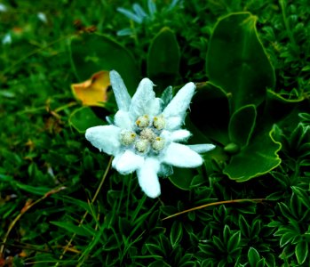 Flower Plant Flora Edelweiss