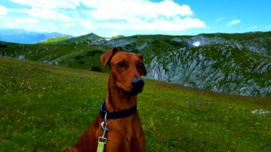 Ecosystem Dog Breed Grassland Grass