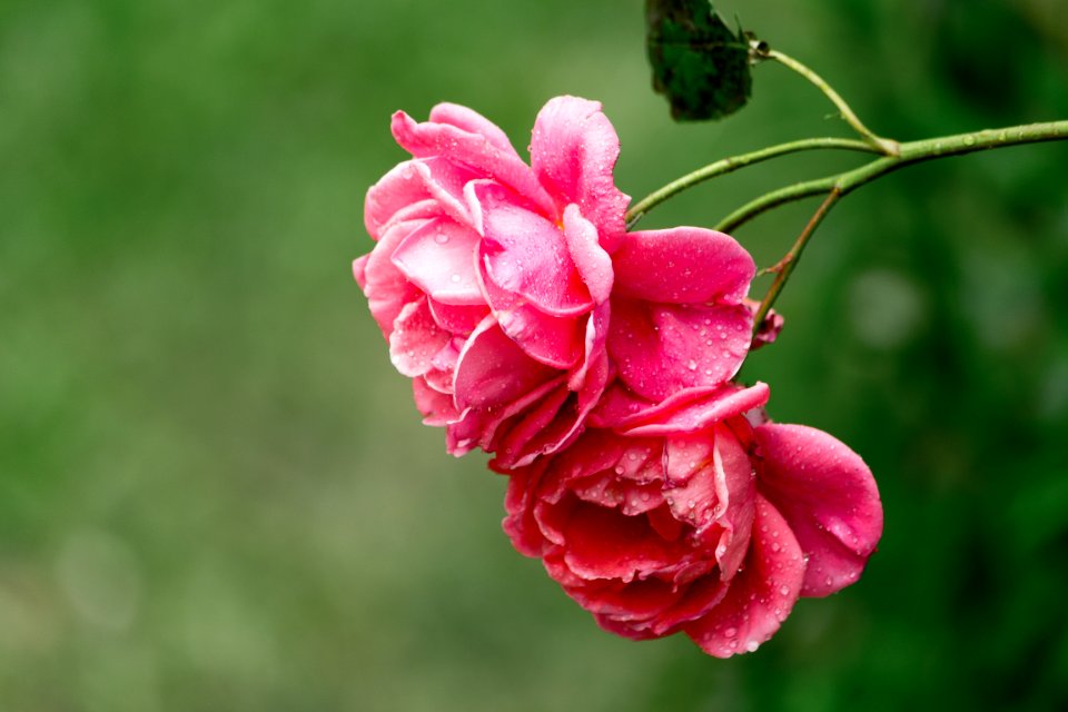 Flower Pink Flowering Plant Rose Family photo