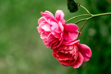 Flower Pink Flowering Plant Rose Family
