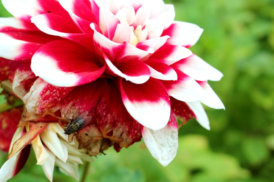 Flower Plant Flowering Plant Petal