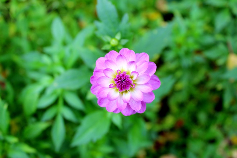 Flower Plant Flora Annual Plant