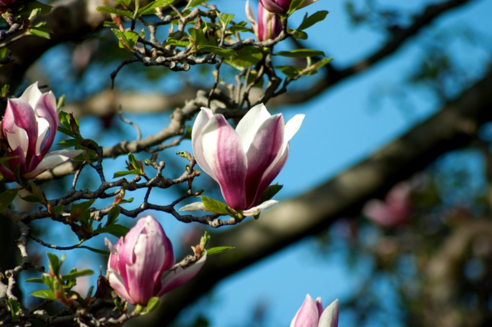 Flower Plant Spring Flowering Plant