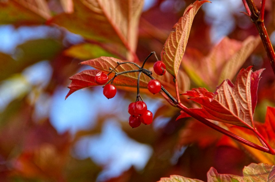 Red Leaf Autumn Flora
