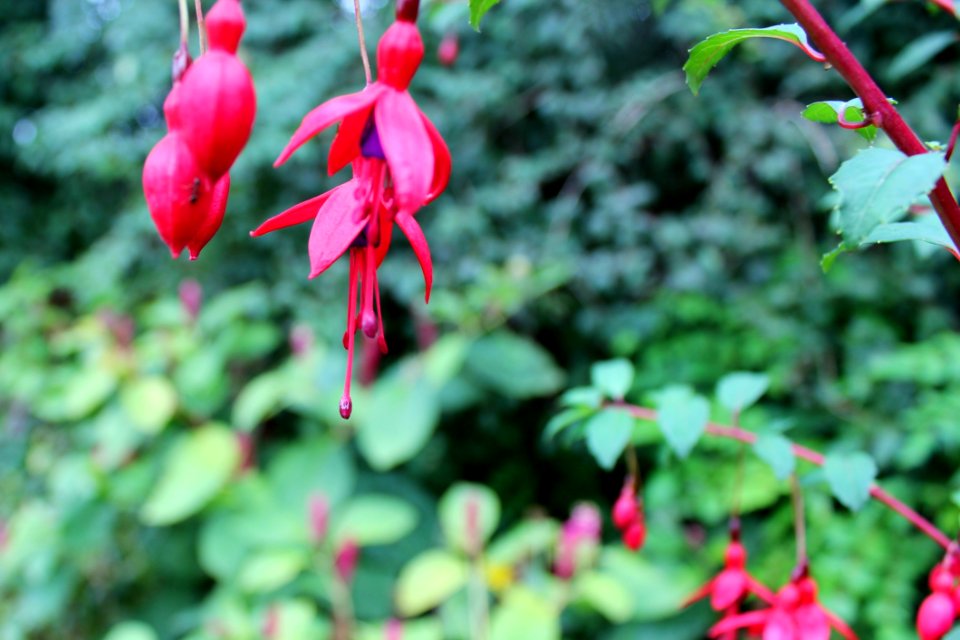 Plant Flora Flower Vegetation