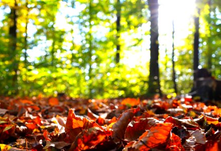 Autumn Leaf Deciduous Tree photo